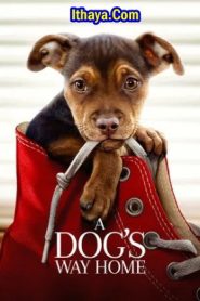 A Dog’s Way Home (2019 HD) [Tam + Tel + Hin + Eng] Full Movie Watch Online Free